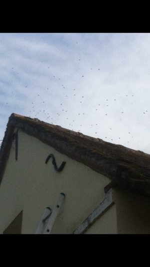 Sas Du Vieux Colombier 5 Rue Saint Laurent 60 890 La Villeneuve Sous